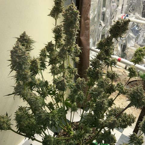 Night Owl Strawberry Popesicle Auto growlog timeline photo
