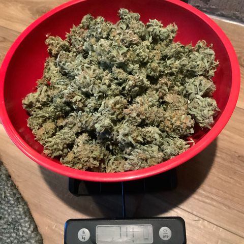Night Owl Strawberry Popesicle Auto growlog timeline photo