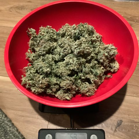 Mephisto Double Grape Auto growlog timeline photo
