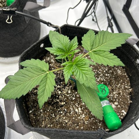Mephisto Orange Biscuits growlog timeline photo