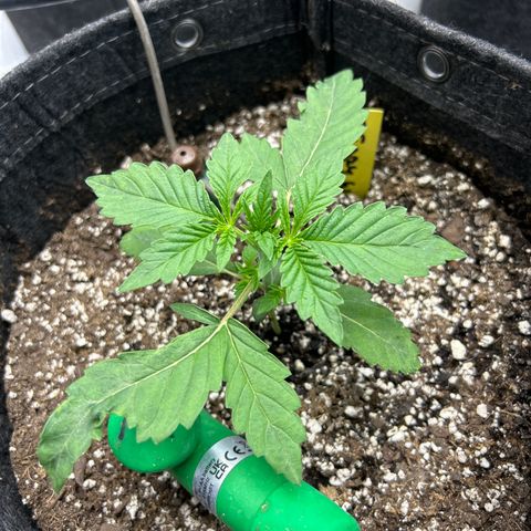Mephisto Beary White growlog timeline photo