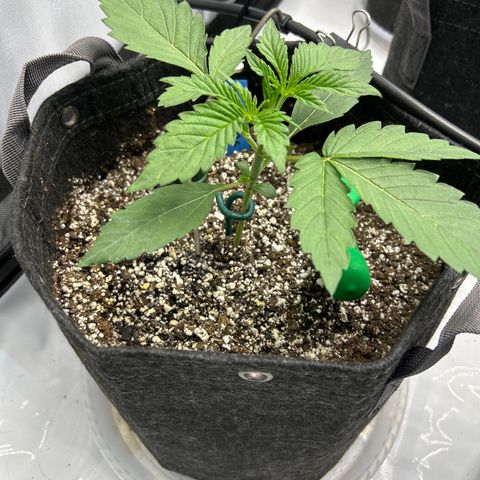 Mephisto 3wok OG growlog timeline photo