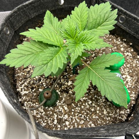 Mephisto Illuminauto #61 White Crème growlog timeline photo