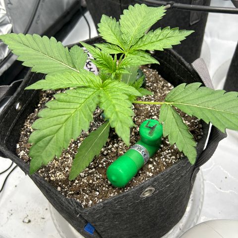 Mephisto Heisenberg Special growlog timeline photo