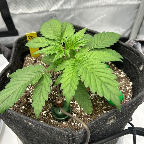 Mephisto Illuminauto #58 Funky Mangifera growlog timeline photo