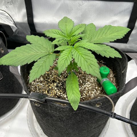 Mephisto Illuminauto #81 Petrol Punch growlog timeline photo