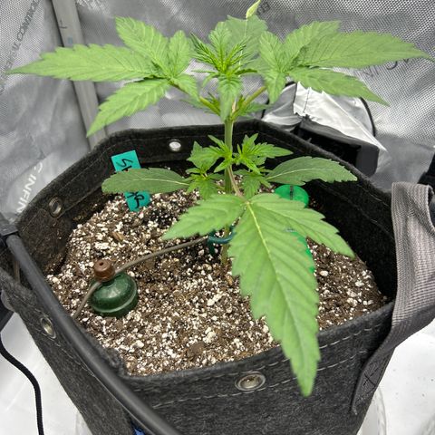 Mephisto Skylar White growlog timeline photo
