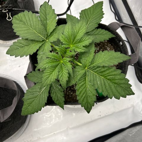 Mephisto Orange Biscuits growlog timeline photo