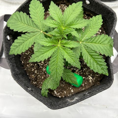 Mephisto Beary White growlog timeline photo