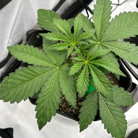Mephisto 3wok OG growlog timeline photo