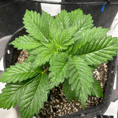 Mephisto Illuminauto #61 White Crème growlog timeline photo