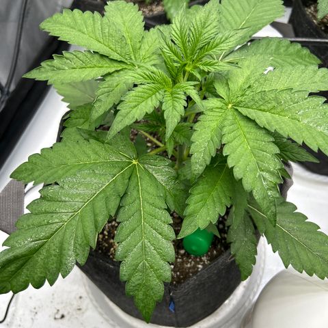 Mephisto Heisenberg Special growlog timeline photo