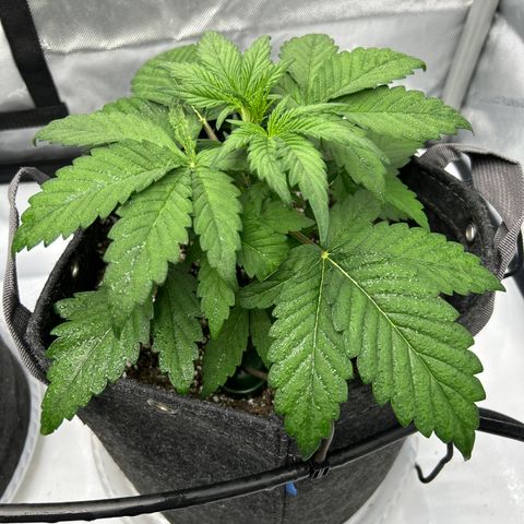 Mephisto Illuminauto #58 Funky Mangifera growlog timeline photo