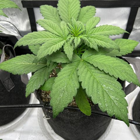Mephisto Illuminauto #81 Petrol Punch growlog timeline photo