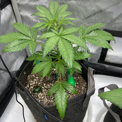 Mephisto Skylar White growlog timeline photo