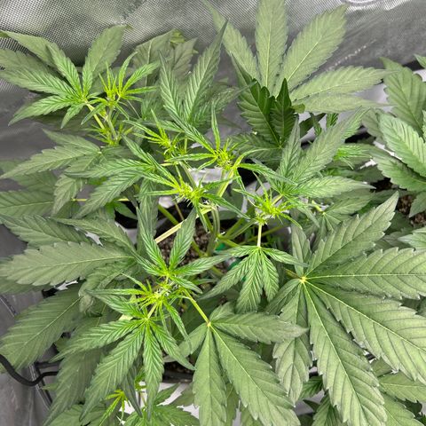 Mephisto Skylar White growlog timeline photo