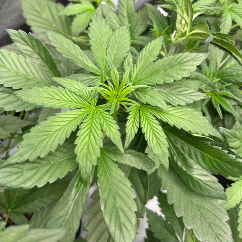 Mephisto Illuminauto #81 Petrol Punch growlog timeline photo