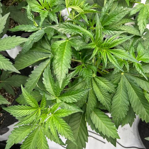 Mephisto Heisenberg Special growlog timeline photo