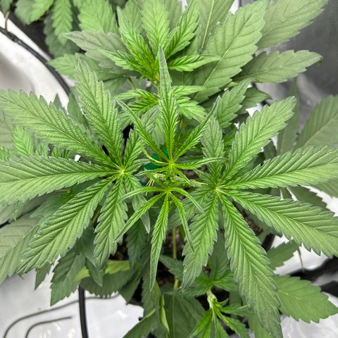 Mephisto 3wok OG growlog timeline photo