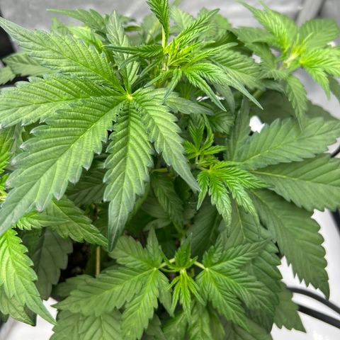 Mephisto Illuminauto #58 Funky Mangifera growlog timeline photo