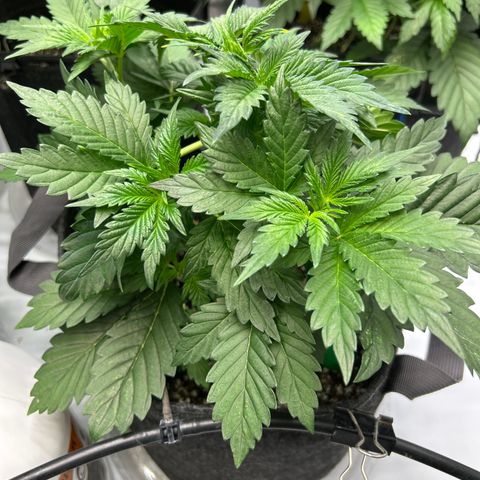 Mephisto Illuminauto #61 White Crème growlog timeline photo