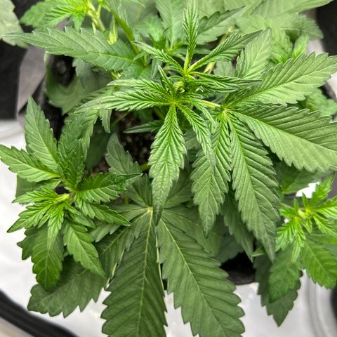 Mephisto Beary White growlog timeline photo