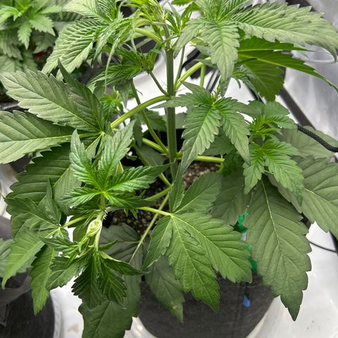 Mephisto Orange Biscuits growlog timeline photo
