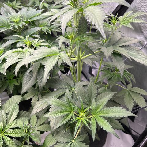 Mephisto Orange Biscuits growlog timeline photo