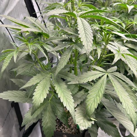 Mephisto 3wok OG growlog timeline photo