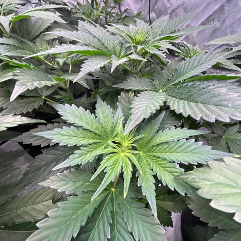 Mephisto Illuminauto #61 White Crème growlog timeline photo