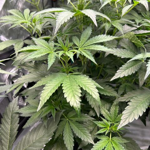 Mephisto Heisenberg Special growlog timeline photo