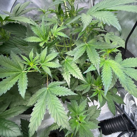 Mephisto Illuminauto #58 Funky Mangifera growlog timeline photo