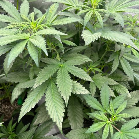 Mephisto Illuminauto #81 Petrol Punch growlog timeline photo