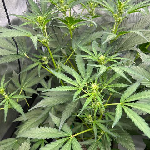 Mephisto Skylar White growlog timeline photo