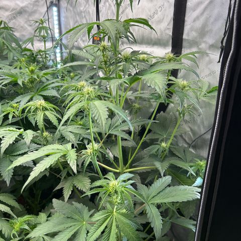 Mephisto Orange Biscuits growlog timeline photo