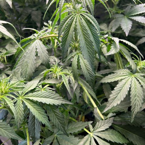 Mephisto Beary White growlog timeline photo