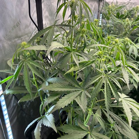 Mephisto 3wok OG growlog timeline photo