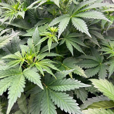 Mephisto Illuminauto #61 White Crème growlog timeline photo