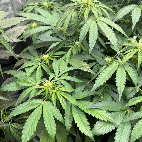Mephisto Heisenberg Special growlog timeline photo
