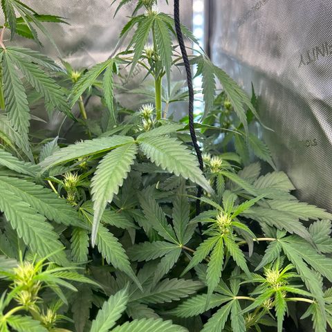 Mephisto Illuminauto #58 Funky Mangifera growlog timeline photo