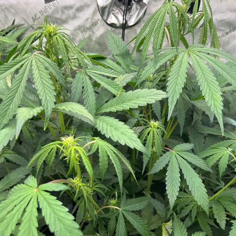 Mephisto Illuminauto #81 Petrol Punch growlog timeline photo