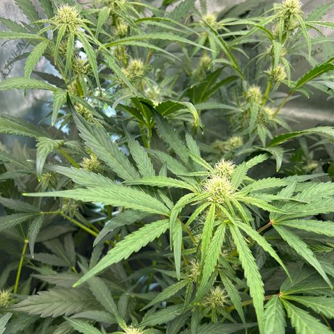 Mephisto Skylar White growlog timeline photo