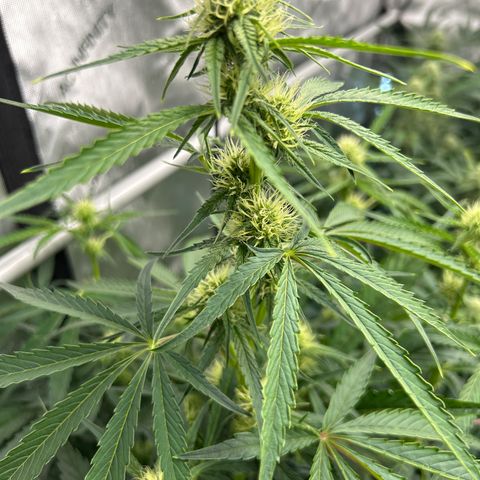 Mephisto 3wok OG growlog timeline photo
