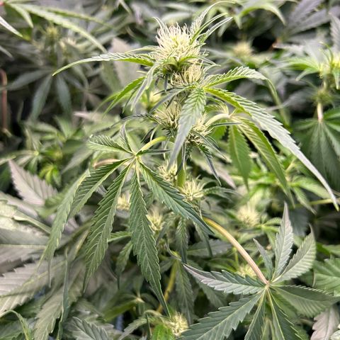 Mephisto Beary White growlog timeline photo