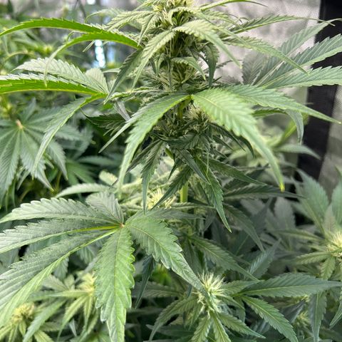 Mephisto Orange Biscuits growlog timeline photo