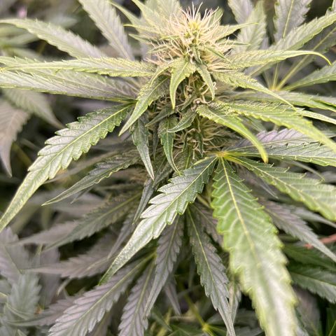 Mephisto Heisenberg Special growlog timeline photo
