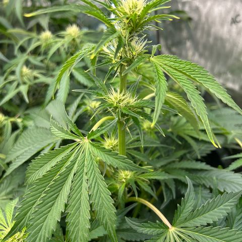 Mephisto Illuminauto #61 White Crème growlog timeline photo