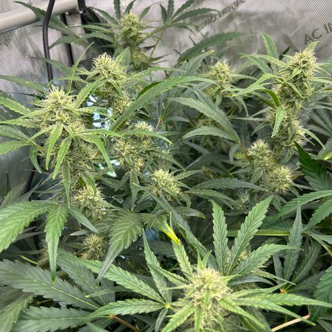 Mephisto Skylar White growlog timeline photo