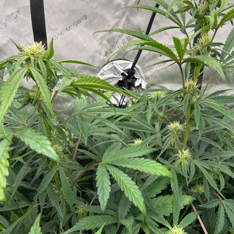 Mephisto Illuminauto #81 Petrol Punch growlog timeline photo