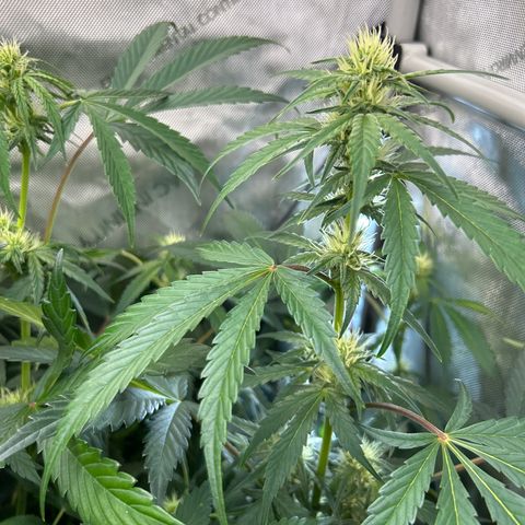 Mephisto Illuminauto #58 Funky Mangifera growlog timeline photo